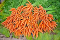 1250 Bulk Carrot Seeds (Daucus carota) - Organic Non-GMO for Microgreens & Garden