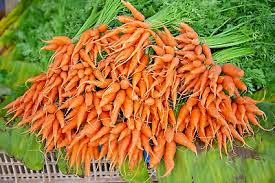 1250 Bulk Carrot Seeds (Daucus carota) - Organic Non-GMO for Microgreens & Garden