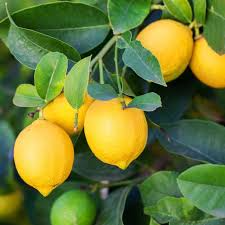 Lemon Eureka Tree Seedling - 3–8" Tall | Citrus limon, Bare Root