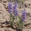 Narrowleaf Penstemon Seeds (Penstemon angustifolius) – 100mg, Native Wildflower, Drought-Tolerant