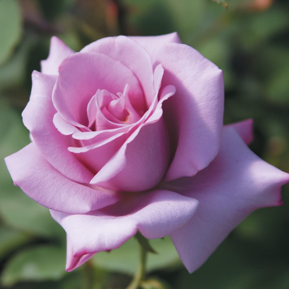 Rosa ‘Blue Girl’ Hybrid Tea Rose - 3 Unrooted 6" Cuttings | Fragrant Lavender-Blue Blooms