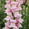 Antirrhinum majus Potomac Summer Berry Mix Snapdragon Seeds - 1000+ Seeds for Garden & Cut Flowers