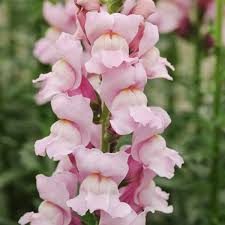 Antirrhinum majus Potomac Summer Berry Mix Snapdragon Seeds - 1000+ Seeds for Garden & Cut Flowers