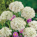 Allium Nigrum Bulbs - 5 White & Green Fragrant Cut Flower Bulbs, Deer & Rabbit Resistant