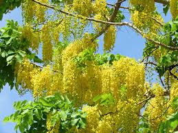 100 Golden Shower Tree Seeds - Cassia bicapsularis | Winter Yellow Flowers, Drought-Tolerant