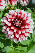 Dahlia Duet Tuber - Red & White Large Blooms, 30-36 in, Zones 3-10