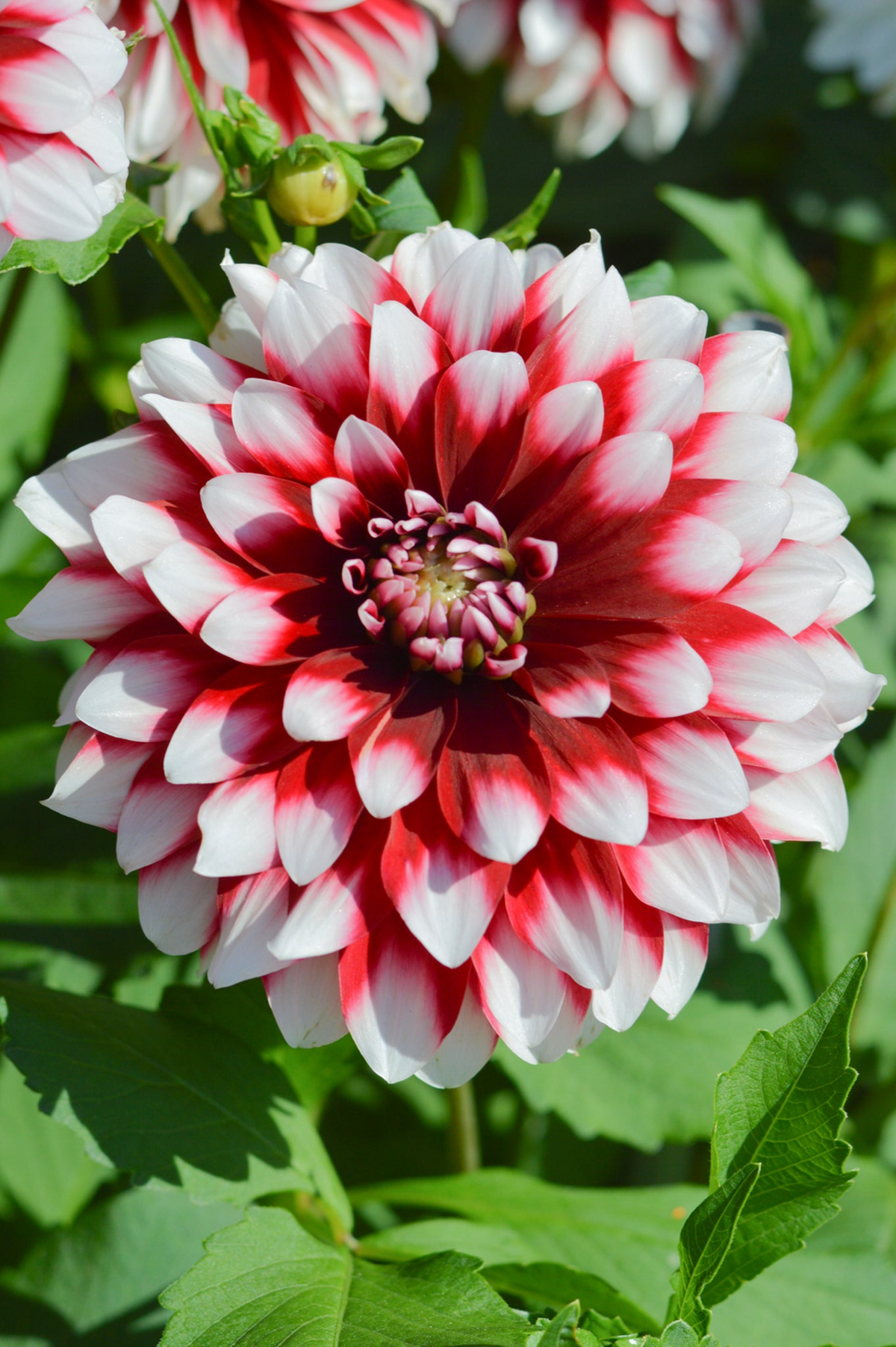 Dahlia Duet Tuber - Red & White Large Blooms, 30-36 in, Zones 3-10