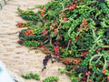 Black Peppercorn Seeds (Piper nigrum) - 20 Seeds, Pepper Vine for Indoor/Outdoor Growing