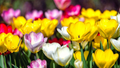 Tulip Pastel Romance Mix - 5 Bulbs (Pink, Purple, White, Salmon Yellow) - Spring Blooms