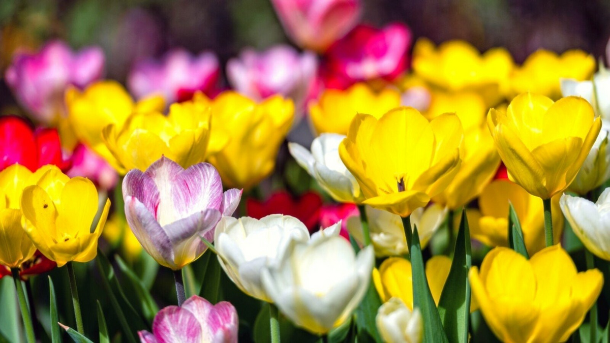 Tulip Pastel Romance Mix - 5 Bulbs (Pink, Purple, White, Salmon Yellow) - Spring Blooms