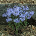 Wild Sweet William Phlox Seeds - 100 Native Seeds, Lavender-Purple Blooms, Shade-Tolerant Perennial