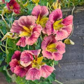 Purple Emperor Nasturtium Seeds (50+): Trailing Nasturtium, Dusky Rose Blooms
