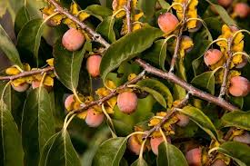 American Persimmon Tree (Diospyros virginiana) - 2 Bare Root Plants 10-12", Zones 4-9