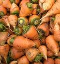 Oxheart Carrot (Daucus carota) - Heirloom 200 Seeds, Short Thick Roots, Sweet Flavor