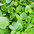 Upland Cress (Barbarea verna) Seeds — Peppery Herb for Salads & Microgreens