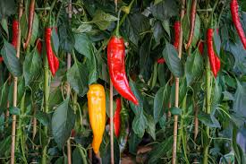 Jimmy Nardello Pepper Starter Plants - 3 Plants | Sweet Italian Frying Pepper
