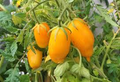 Banana Legs Tomato Seeds - Heirloom Yellow Paste Tomato (Solanum lycopersicum) – 75-80 Days