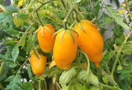 Banana Legs Tomato Seeds - Heirloom Yellow Paste Tomato (Solanum lycopersicum) – 75-80 Days