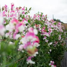 Route 66 Sweet Pea Seeds – Climbing Vine for Trellises & Courtyards, 50+ Bright Cherry-Red Blooms