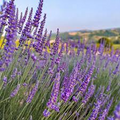 Italian Lavender Seeds | Lavandula angustifolia - Heirloom, Non-GMO | 50 Seeds