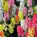 Magic Carpet Mix Snapdragon Seeds - 6-8 Inch, Multicolor, Non-GMO, Heirloom, Attracts Pollinators