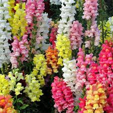 Magic Carpet Mix Snapdragon Seeds - 6-8 Inch, Multicolor, Non-GMO, Heirloom, Attracts Pollinators