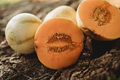 Charentais Melon Seeds (Cucumis melo) - French Heirloom, Sweet Orange Flesh