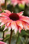 Meadow Mama Coneflower Seeds (Echinacea purpurea) – 200+ Pink & White Bicolor Seeds for Full Sun, Drought-Tolerant