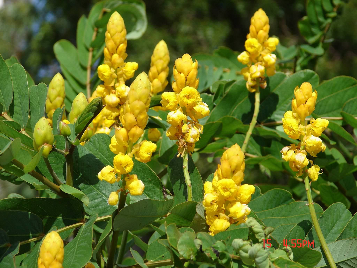 Cassia alata Seeds (20) - Candle Bush Plant | Tropical Upright Shrub with Yellow Flower Spikes