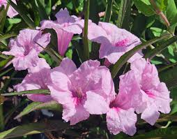 Pink Mexican Petunia (Ruellia brittoniana) Starter Plants - 5 Bare Root 3-5" Tall