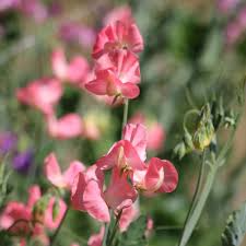 Dream Girl Sweet Pea Seeds - 50+ Blush Pink & Cream Fragrant Blooms - Climbing Vines