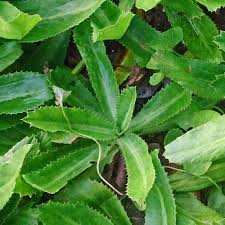 Culantro Seeds Eryngium foetidum (Ngo Gai, Recao) 100mg - Heirloom Herb for Planting