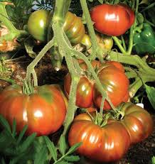 Black Krim Tomato Seeds - Heirloom, Non-GMO, 80 Days