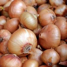 Vidalia Sweet Onion Seeds - 500 Treated, Non-GMO Heirloom, Early Grano Short-Day