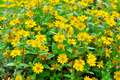 500 Creeping Zinnia Seeds (Zinnia angustifolia) - Ground Cover, Drought-Tolerant