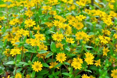 500 Creeping Zinnia Seeds (Zinnia angustifolia) - Ground Cover, Drought-Tolerant