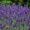 Vera Lavender Seeds (Lavandula angustifolia) - 100mg Heirloom, Fragrant, Drought-Tolerant