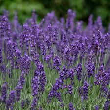 Vera Lavender Seeds (Lavandula angustifolia) - 100mg Heirloom, Fragrant, Drought-Tolerant