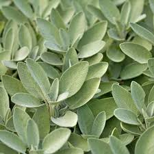 Extrakta Sage (Salvia officinalis) Seeds - 50 Seeds for Culinary Use