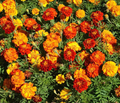 Sparky Mixture Marigold Seed or Plant - Tagetes Patula, 10-12 in Annual Blend for Beds & Borders
