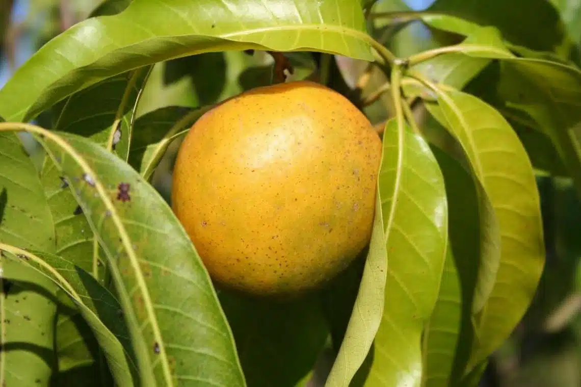 Cubano Mango Grafted Starter Plant (3?-4?) – Seedling Mango Tree Grown in Puerto Rico