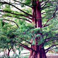 Dawn Redwood Tree Seeds Metasequoia glyptostroboides – 25 Seeds, Fast-Growing Beginner Bonsai, Zones 5-8