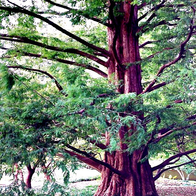 Dawn Redwood Tree Seeds Metasequoia glyptostroboides – 25 Seeds, Fast-Growing Beginner Bonsai, Zones 5-8