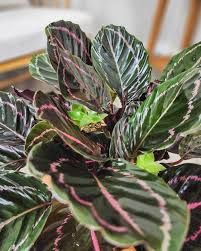 25+ Dottie Calathea Seeds - Calathea roseopicta ‘Dottie’ - Dark Foliage with Pink Accents