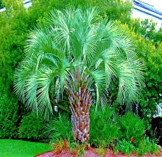 10 Jelly Pindo Palm Tree Seeds (Butia capitata) – Cold Hardy Tropical Fruit Seeds