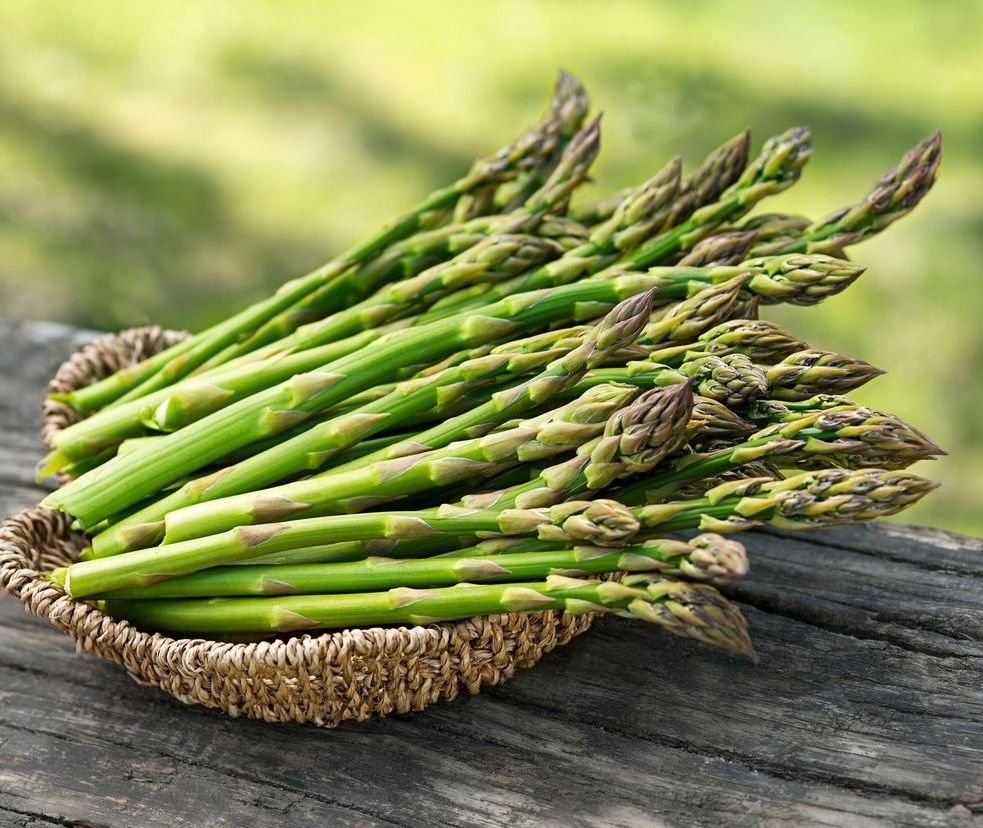 Jersey Knight Asparagus Bare Root Crowns – 2-Year-Old, High-Yield