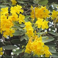 Tabebuia Argentea Yellow Seeds - Yellow Trumpet Tree (10 Seeds) for Planting