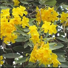 Tabebuia Argentea Yellow Seeds - Yellow Trumpet Tree (10 Seeds) for Planting