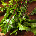500 Red Stem Endive Italian Dandelion Chicory Seeds | Non-GMO Heirloom, Cold Tolerant