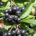 Aronia Black Chokeberry Cuttings - 12 Unrooted 6-8" - Aronia melanocarpa